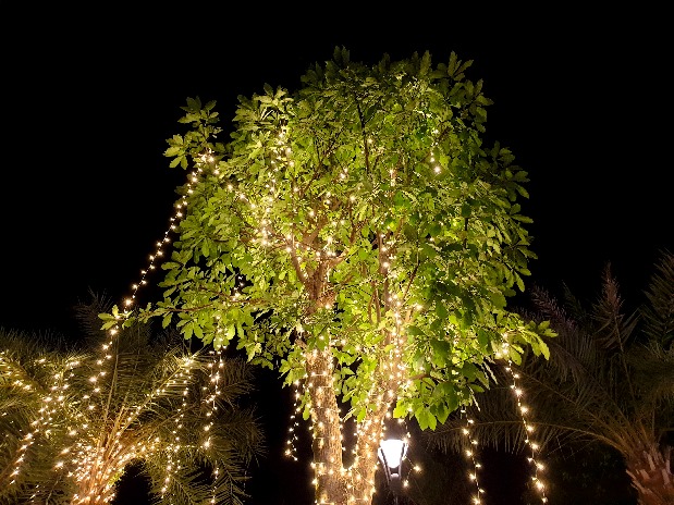 Led cay 06